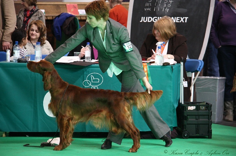 Crufts2011 713.jpg